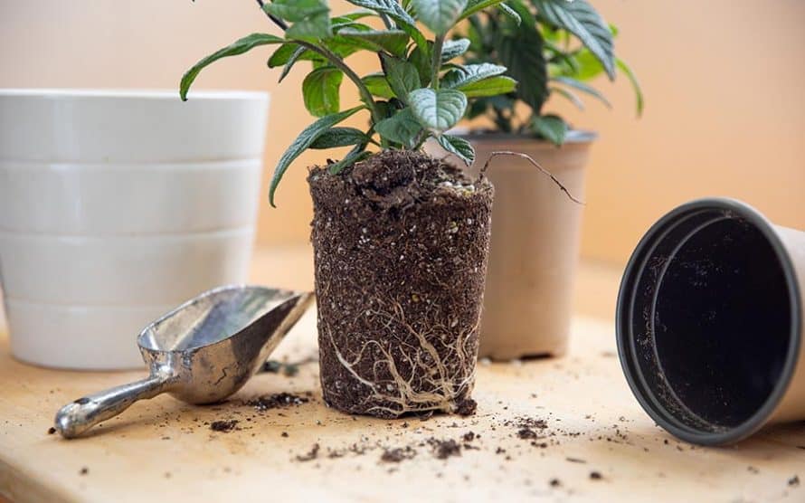 نکاتی که برای تعویض گلدان باید بدانید