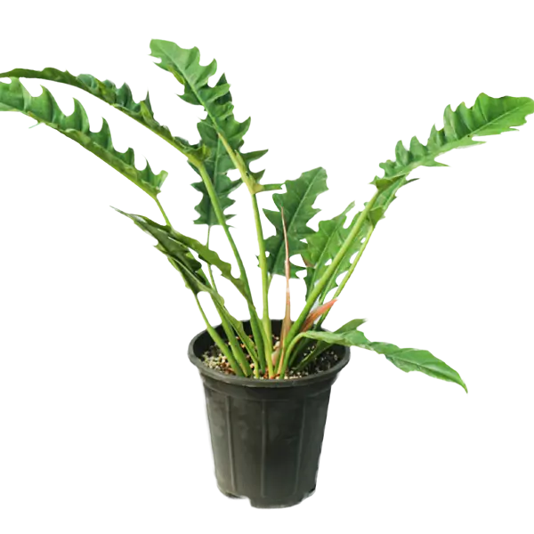 فیلودندرون کنگره سبز