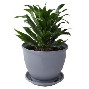 دراسنا کامپکت