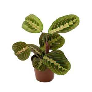 مارانتا (نمازخوان)