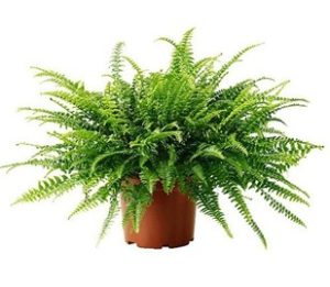 سرخس بوستونی