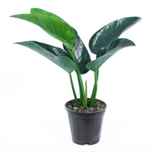 فیلودندرون